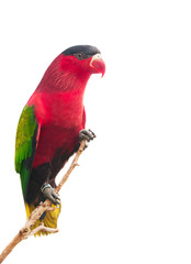 Red parrot isolated on white