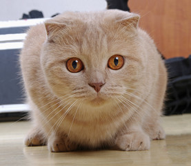 Red scottish fold