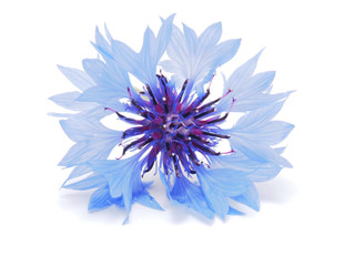 Obraz premium cornflowers on a white background