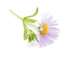 perennial aster on a white background