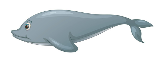 Dolphin on white