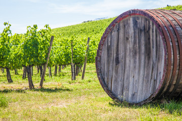 Tuscany wineyard