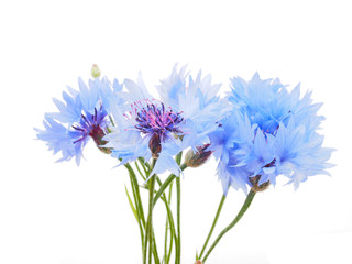 cornflowers on a white background