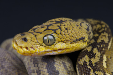 Obraz premium Timor python / Python timoriensis