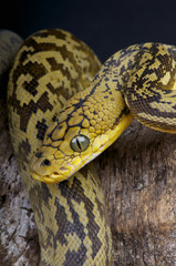 Timor python / Python timoriensis