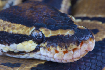 Ball python / Python regius
