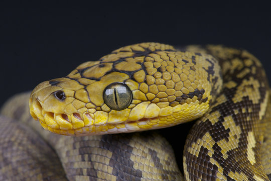 Timor python / Python timoriensis