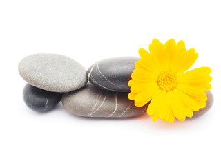 Calendula flower and pebbles on white background