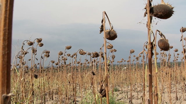 Sunflower field affected by drought
