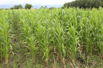 Obraz premium Corn plantation in Thailand.