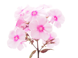 pink phlox on a white background