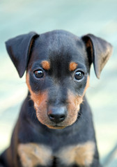 The Miniature Pinscher puppy, 1,5 months old