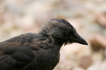 Coloeus monedula