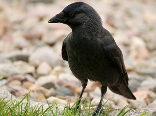 Obraz premium Coloeus monedula