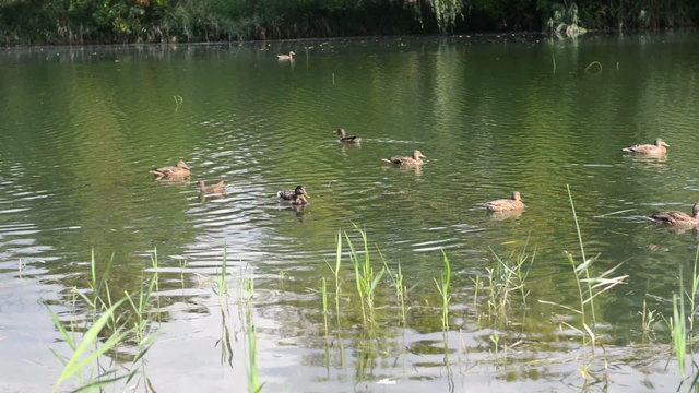 ducks in a lake. HD video