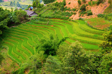 Rice plantation