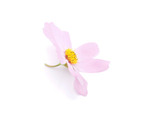 Fototapeta na wymiar kosmeya kwiat na białym tle