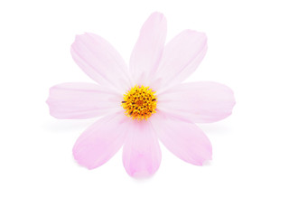 kosmeya flower on a white background