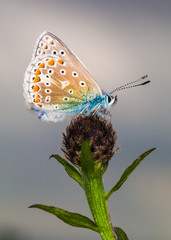 Common Blue butterfly (Polyommatus icarus)