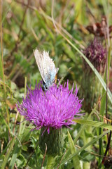Alter Bläuling auf Stängelloser Kratzdistel