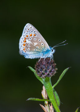 Common Blue butterfly (Polyommatus icarus)