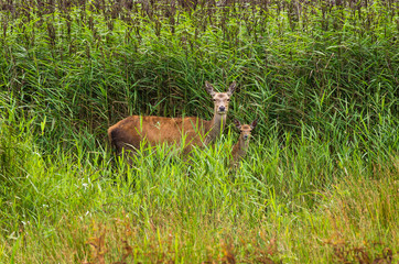 Red Deer hind and calf