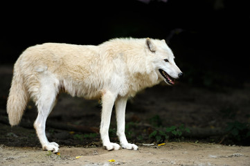 Obraz premium Wild wolf in the woods