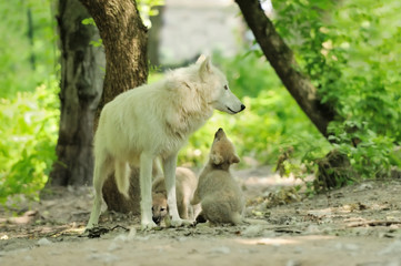 White wolf in forest