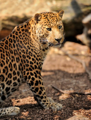 Leopard