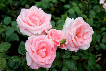 Four roses in the garden