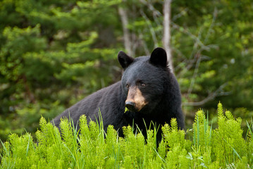 Fototapeta premium black bear