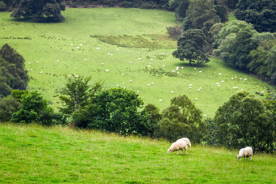 Sheep on pasture in Scotland