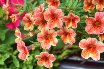 Trailing petunia surfinia  in a hanging basket