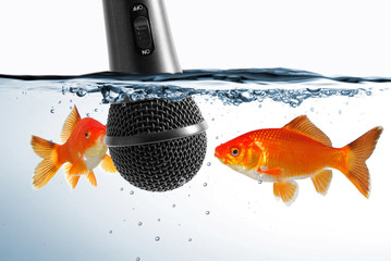 Ohne Worte - Fische vor Mikrofon