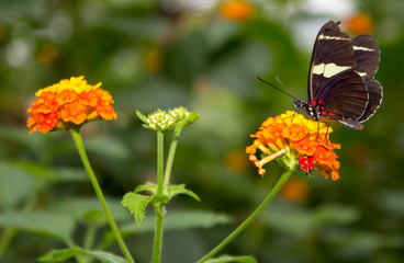 Fototapeta premium Schmetterling auf einer Blume