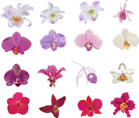 sixteen red and pink orchid flowers