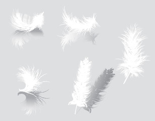 white feathers isolated on gray background