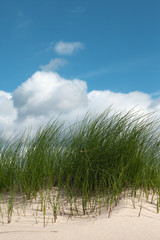Grass in sand.