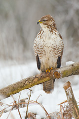 Common buzzard on an old textured branch