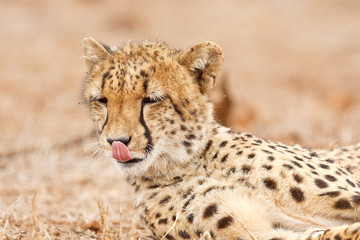 Cheetah licking his nose