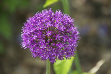 Fototapeta premium Kugelblume