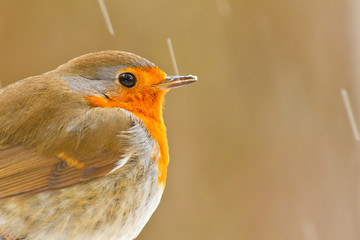Robin with ice on his beak