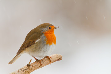 Robin in winter