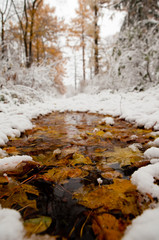 Pool on road with autumn leaves in snow park