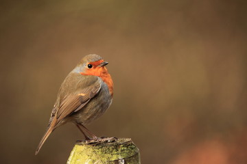 Robin singing in autumn