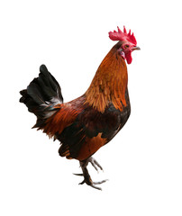 brown rooster standing on one leg