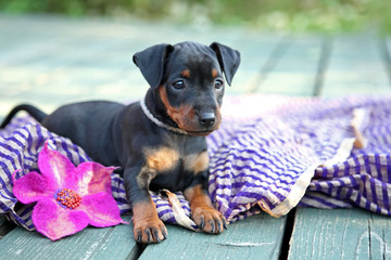 The Miniature Pinscher puppy, 1,5 months old