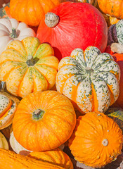 Colorful pumpkins