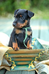 The Miniature Pinscher puppy, 1,5 months old