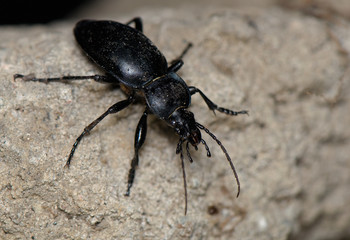 Carabus glabratus